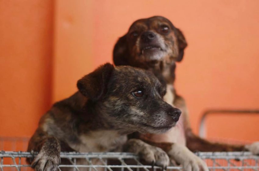  ONGs possuem diversos animais resgatados disponíveis em abrigos
