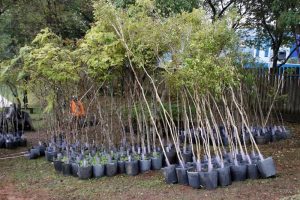 Você já plantou a sua árvore em Curitiba?