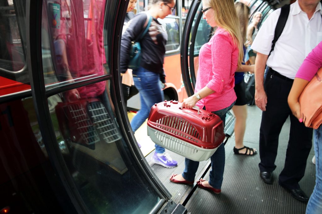 Curitiba pode liberar transporte de pets em ônibus