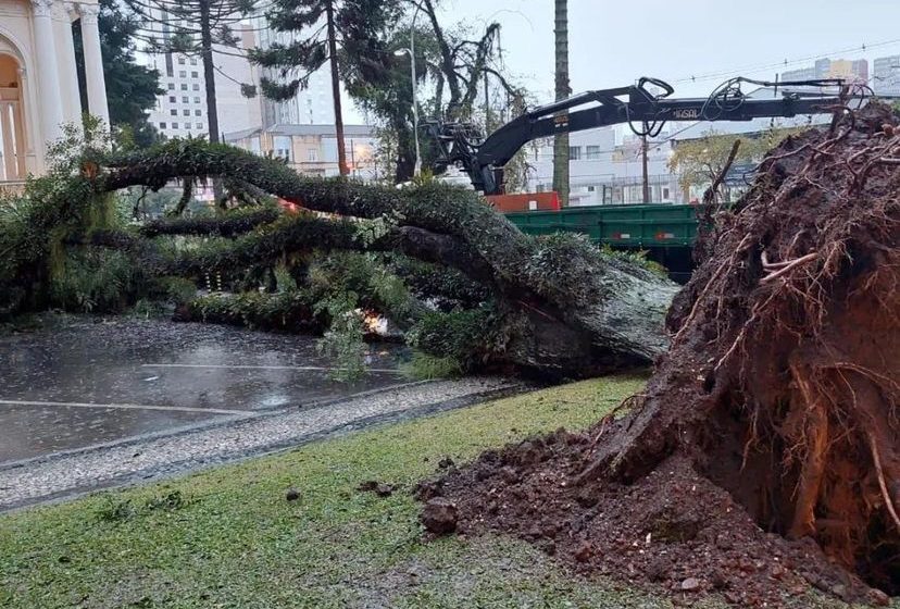  Chuva intensa provoca quedas de árvores e alagamentos