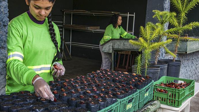  Projeto semeia mudas de araucárias em Curitiba