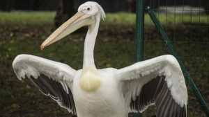 Morreu nesta sexta Pelicano Billy que vivia no passeio público