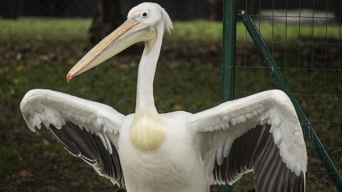  Morreu nesta sexta Pelicano Billy que vivia no passeio público