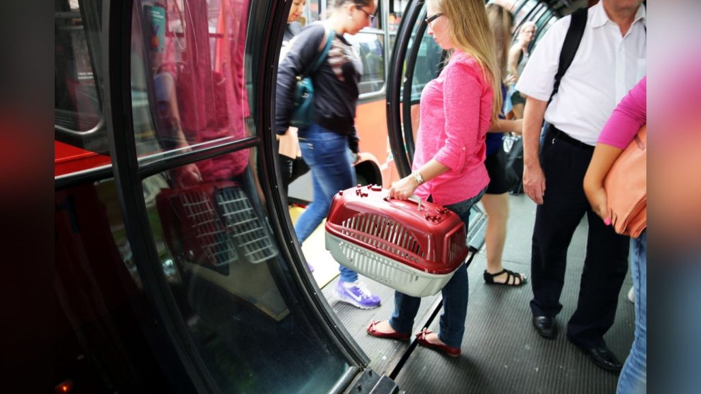 Projeto de lei permite transporte de pets em ônibus