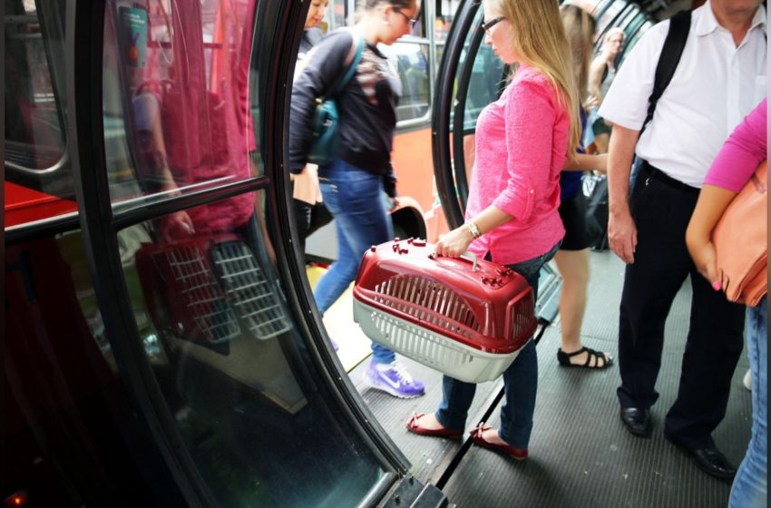  Projeto de lei permite transporte de pets em ônibus