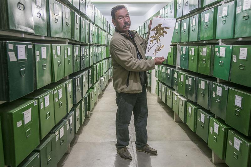  Nova espécie descoberta homenageia servidor aposentado do Museu Botânico
