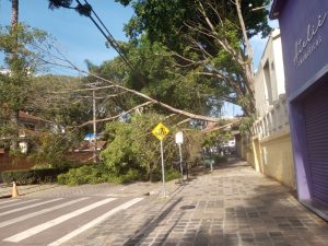 Árvore interdita rua do Batel