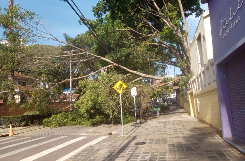  Árvore interdita rua do Batel