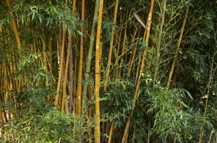 Paraná é o primeiro estado a incentivar plantio de bambu