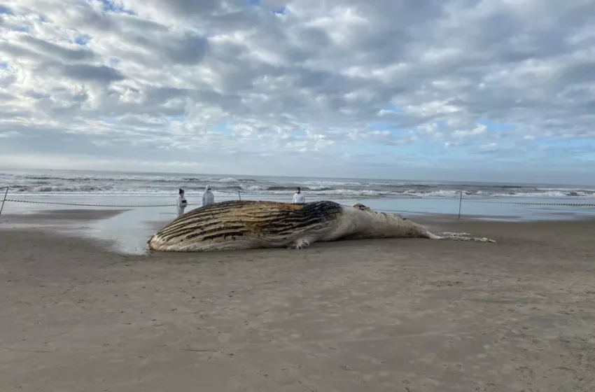  Cerca de 460 animais marinhos encalharam no Paraná em agosto