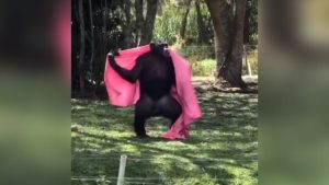 Chimpanzé de coberta viraliza nas redes socais