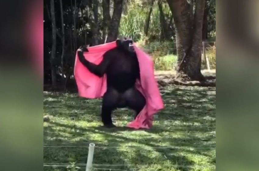  Chimpanzé de coberta viraliza nas redes socais