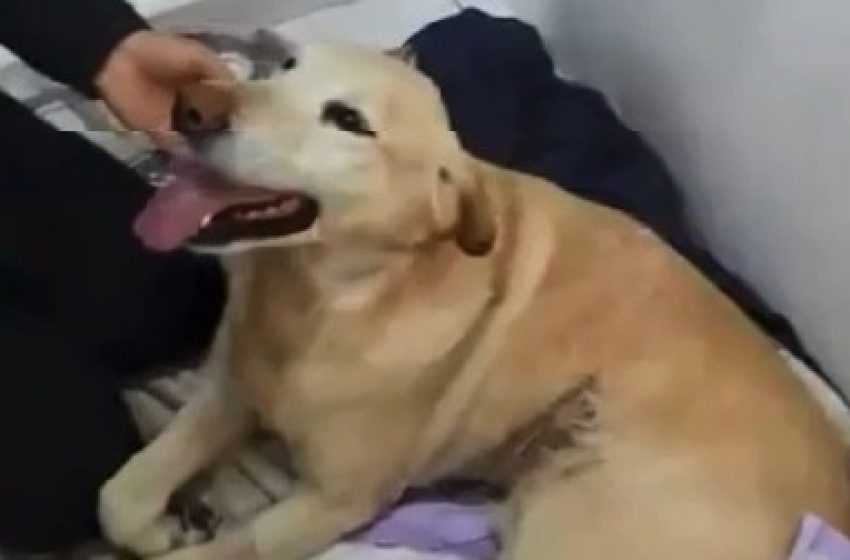  Cãozinho é resgatado e reencontra família, em Fazenda Rio Grande