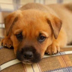 Protetores de animais promovem evento de adoção de cães