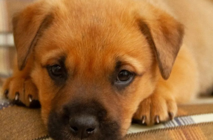  Protetores de animais promovem evento de adoção de cães