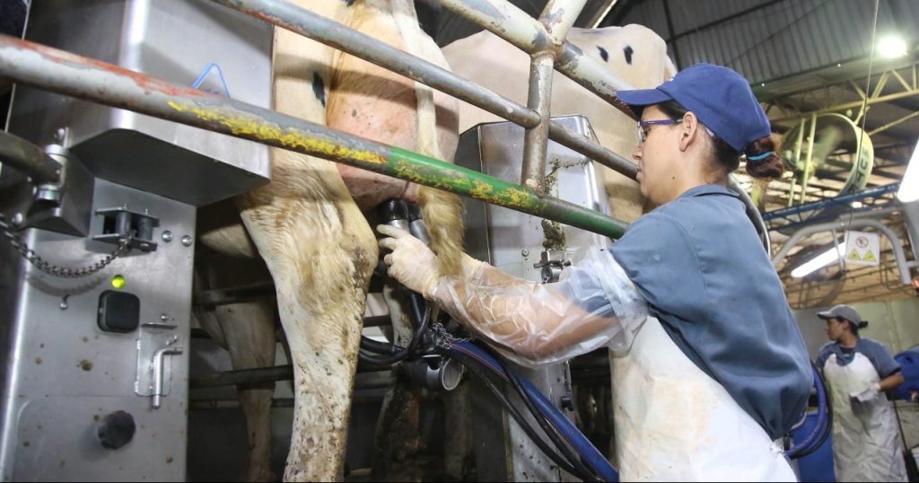 Municípios do PR lideram produção nacional de leite, diz IBGE