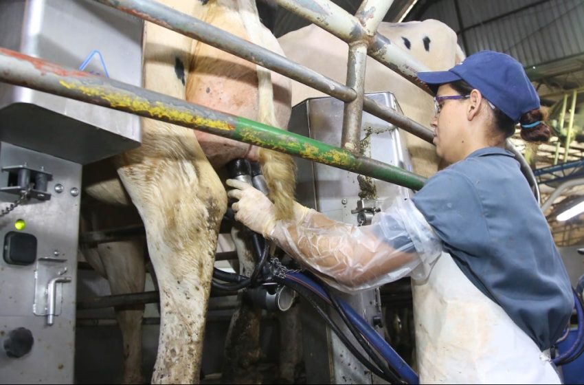  Municípios do PR lideram produção nacional de leite, diz IBGE