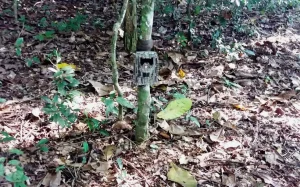 Câmeras do projeto Onças do Iguaçu são furtadas