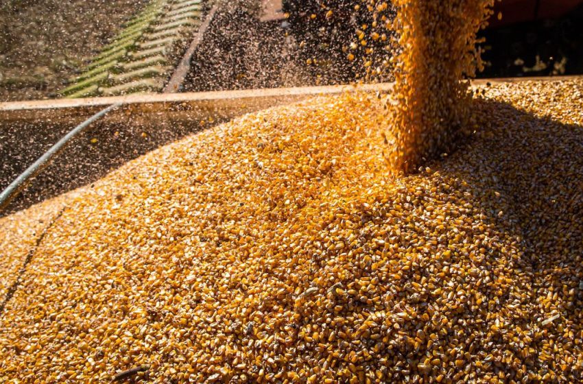  Produção de grãos chegará a 312,4 milhões de toneladas