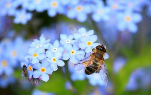 Repense BN: importância das abelhas é tema nesta semana; ouça