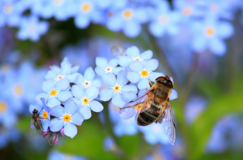 Repense BN: importância das abelhas é tema nesta semana; ouça