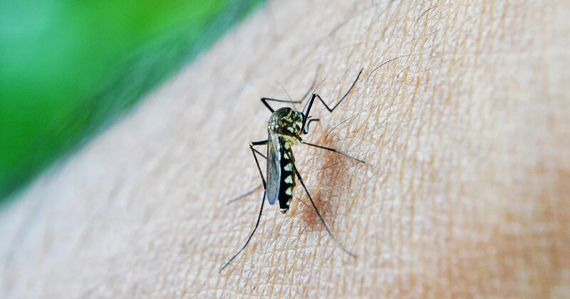  Paraná ultrapassa 100 mil casos de dengue