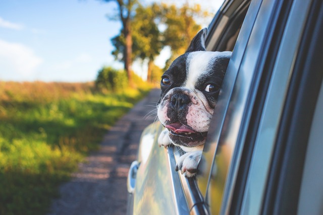  Levar ou não pets para viajar? Veja dicas