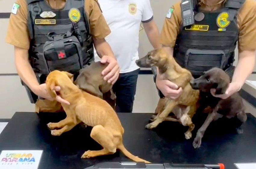  5 cães, agredidos com arma de airsoft, são resgatados