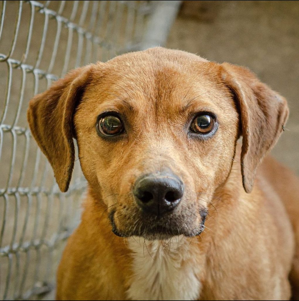 Cães resgatados no São Lourenço estão disponíveis para adoção