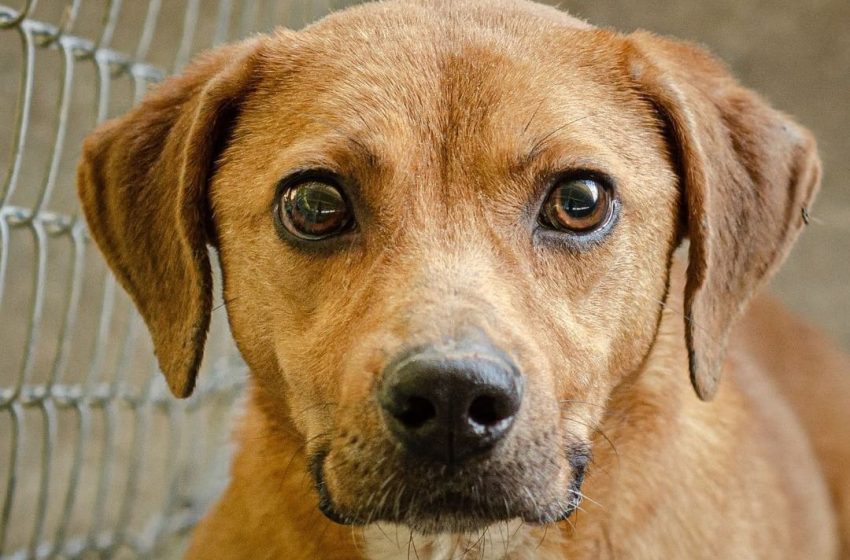  Cães resgatados no São Lourenço estão disponíveis para adoção