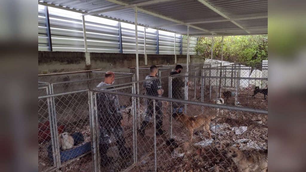 Polícia resgata 300 cães em situação de maus-tratos em Curitiba
