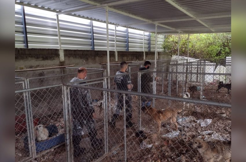  Polícia resgata 300 cães em situação de maus-tratos em Curitiba