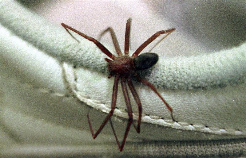  SMS alerta para maior incidência de aranha-marrom no verão