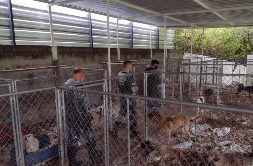  300 cães vítimas de maus-tratos passam por cuidados veterinários