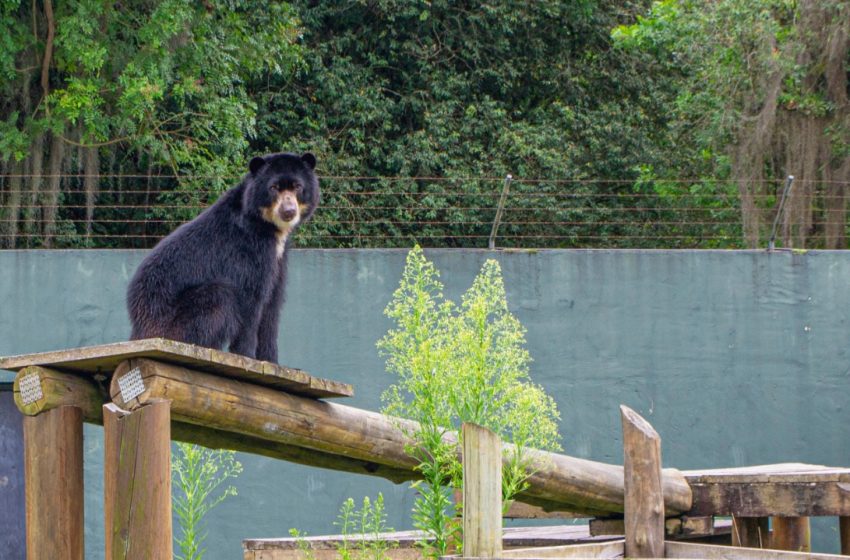  Zoo de Curitiba recebe urso-de-óculos e tamanduá-mirim