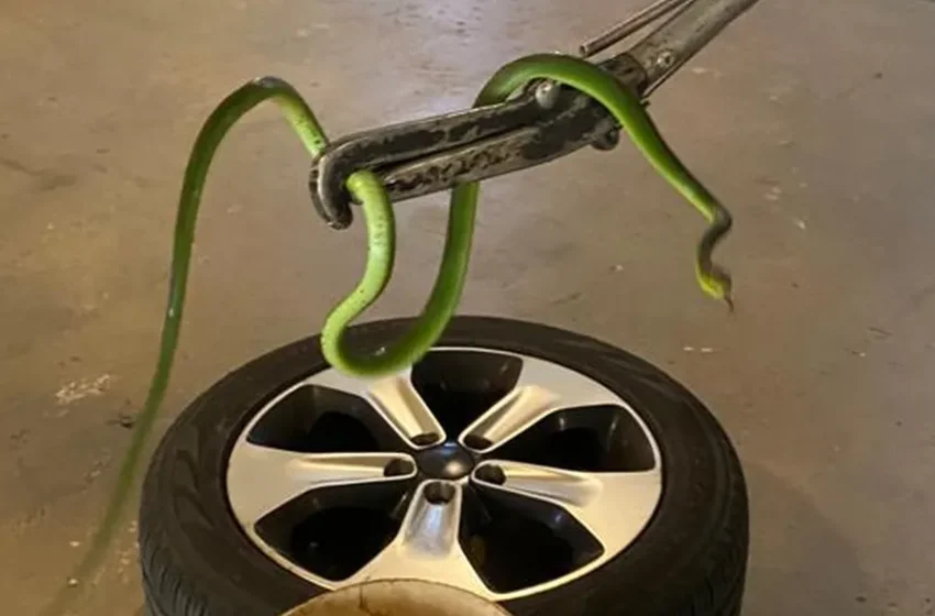  Maringá: cobra-cipó é encontrada em garagem de prédio