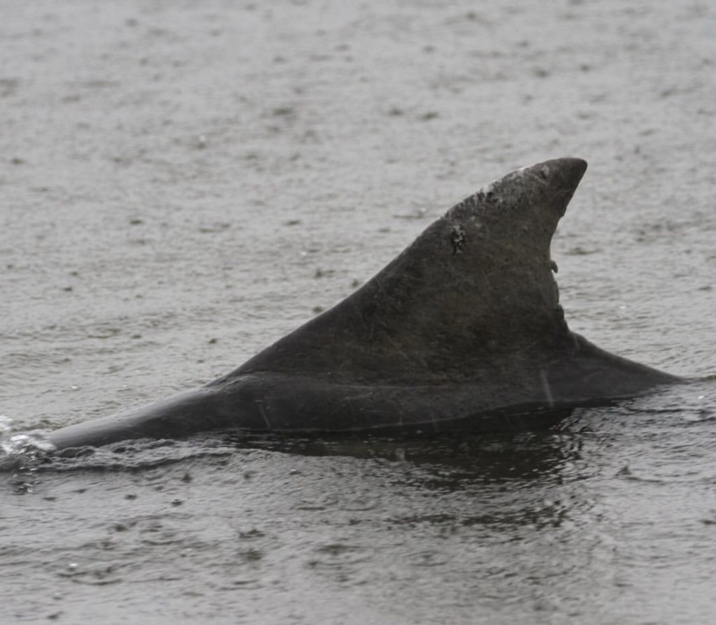 Golfinho morre após encalhe na Baía de Guaratuba