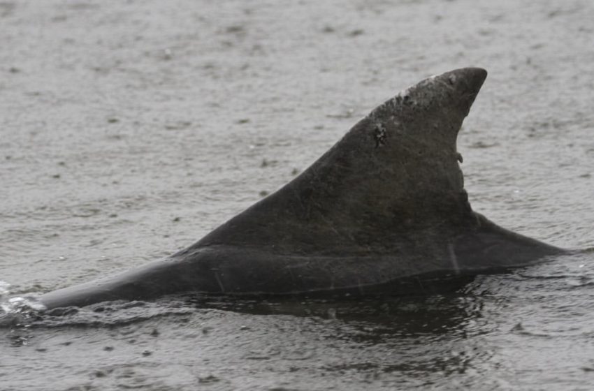 Golfinho morre após encalhe na Baía de Guaratuba