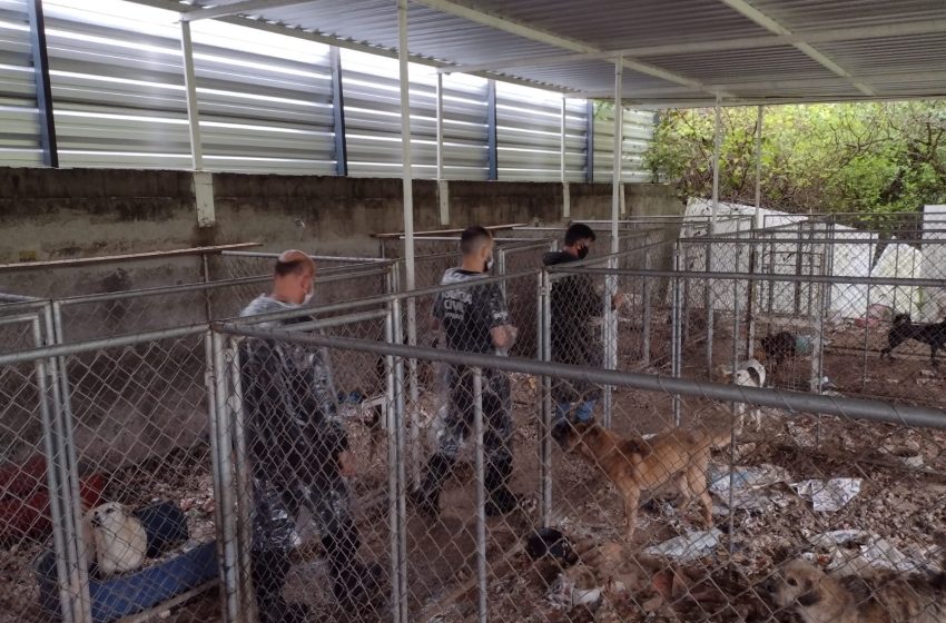  Mulher que mantinha cães presos em Curitiba é denunciada