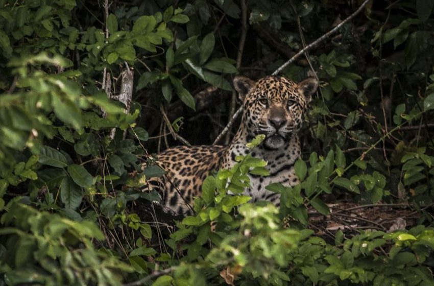  Amazônia: estudo mostra que onças estão em áreas ameaçadas