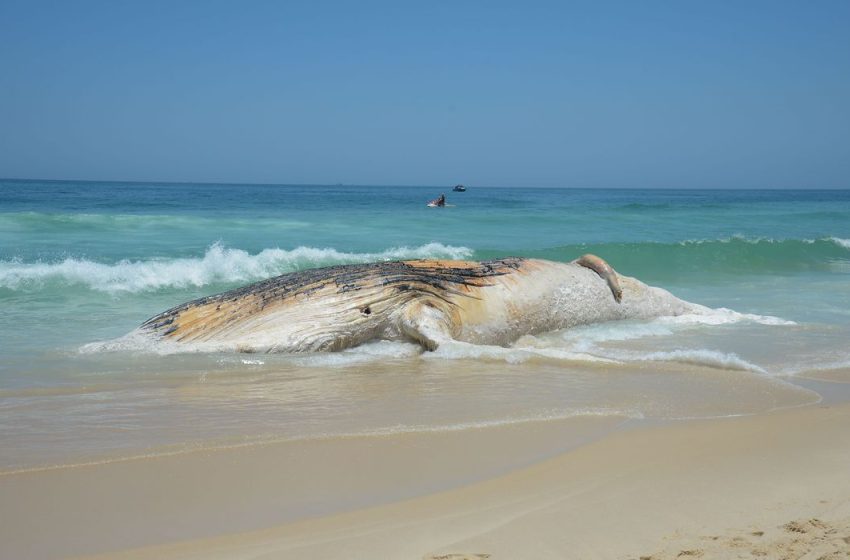  Paraná registrou 3 mil mortes de animais marinhos em 2022