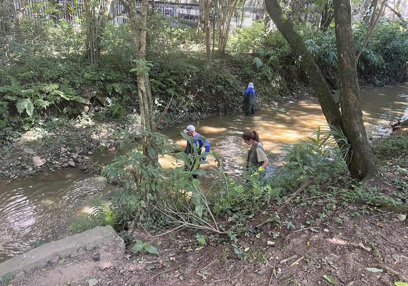  Infestação de borrachudos está com os dias contados em Curitiba