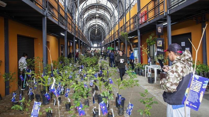  Curitiba distribui mais 12 mil mudas de árvores nativas