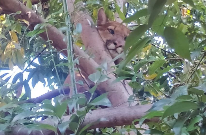  Onça-parda resgatada recebe cuidados e é devolvida à natureza