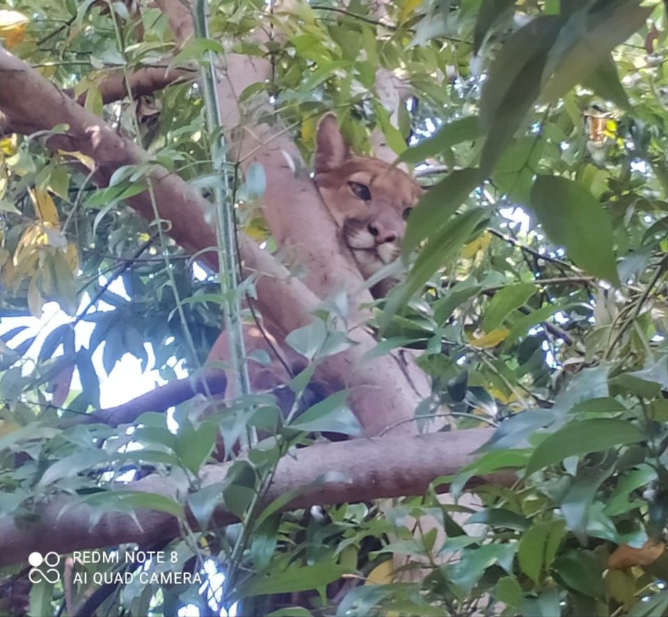 Onça-parda resgatada recebe cuidados e é devolvida à natureza