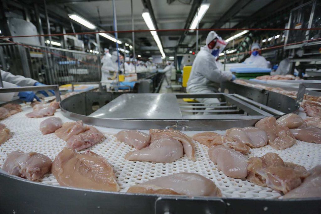 Produção de frango no Paraná cresce e lidera ranking nacional