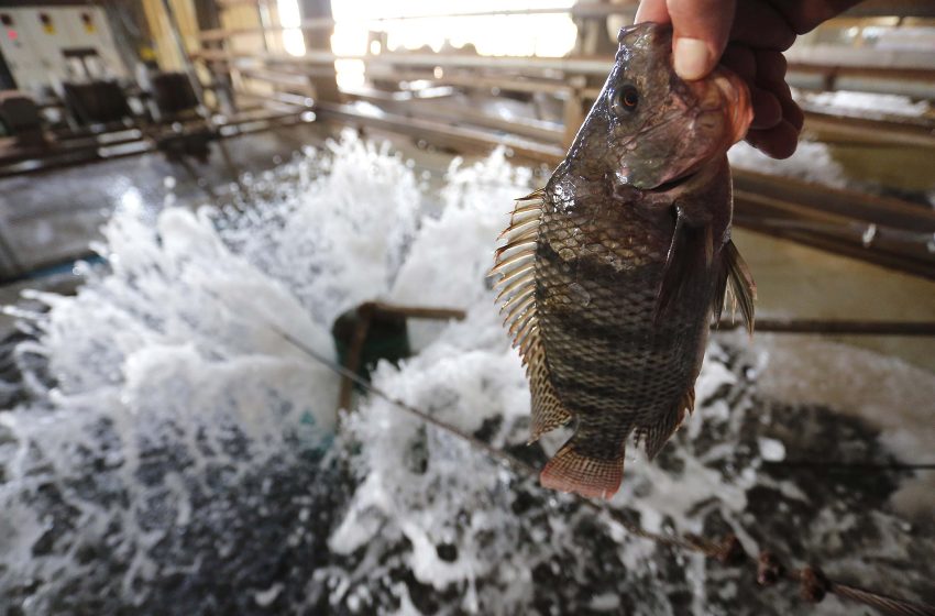  Paraná lidera produção nacional de peixes