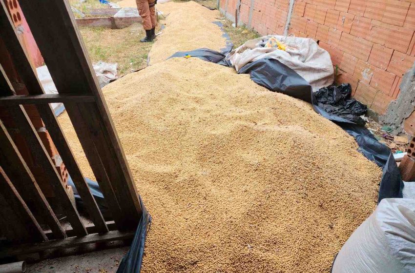  Toneladas de sojas furtadas são apreendidas em Paranaguá