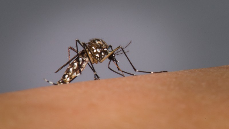  Mosquitos estéreis diminuem transmissão de dengue em 95%