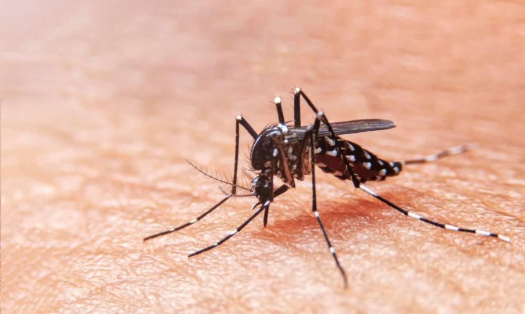 Casos de dengue têm alta de 23% no Paraná